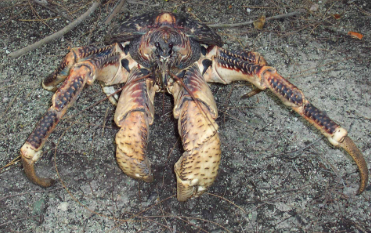 a crab with a slight hue of purple on its back and tan underbelly. 