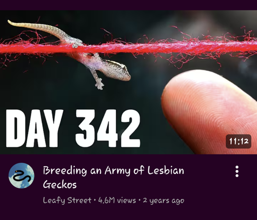 A screenshot from youtube video made by "Leafy Street" called "Breeding an army of lesbian geckos"